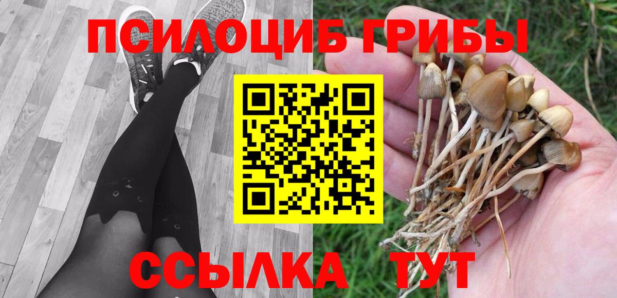 Галлюциногенные грибы Psilocybe  купить  цена  Гусев  Псилоцибиновые грибы прущие грибы  Вход с VPN 